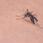 pernambuco-confirma-primeira-morte-por-dengue-em-2024;-vitima-era-de-tuparetama