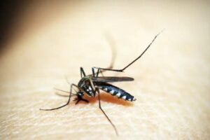 pernambuco-confirma-quase-200-casos-de-dengue-em-uma-semana