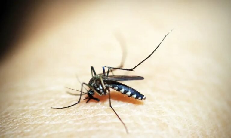 pernambuco-confirma-quase-200-casos-de-dengue-em-uma-semana