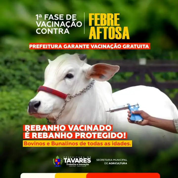 tavares-inicia-vacinacao-contra-a-febre-aftosa-para-bovinos-e-bubalinos