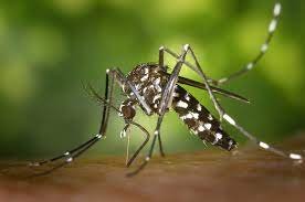 brasil-bate-recorde-e-passa-de-4-milhoes-de-casos-de-dengue