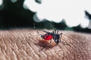 brasil-se-aproxima-de-6-milhoes-de-casos-e-4-mil-mortes-por-dengue