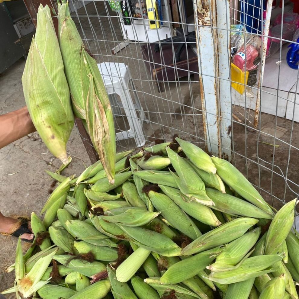 comerciantes-de-st-oram-a-sao-joao-para-boas-vendas-de-milho