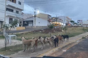 cachorros-atacam-ciclistas-e-motociclistas-em-via-de-st