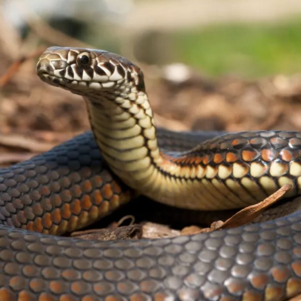 ataque-coletivo-de-cobras-deixa-3-pessoas-internadas-no-hospam,-em-st