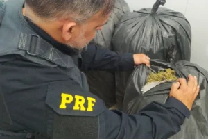 prf-apreende-mais-de-150-quilos-de-maconha-em-sertania