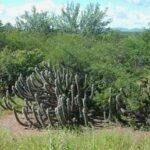 caatinga-e-destaque-em-forum-de-mudancas-climaticas-com-participacao-do-consorcio-nordeste