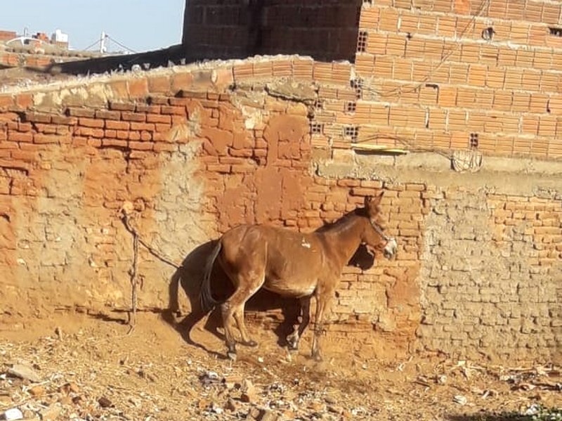 dona-de-casa-alerta-para-possivel-abandono-de-animal-em-st