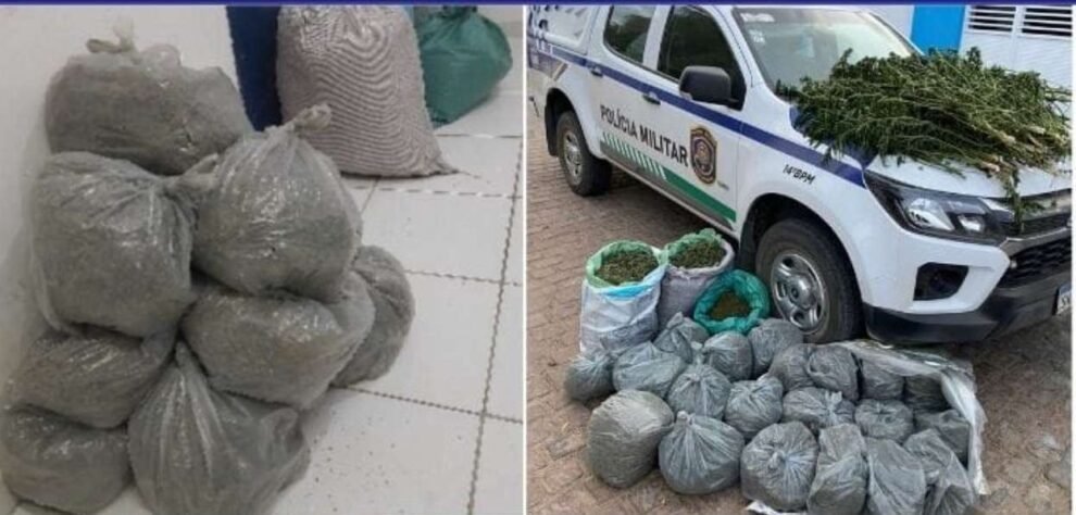 policia-militar-erradica-plantacao-de-25-mil-pes-de-maconha-em-betania