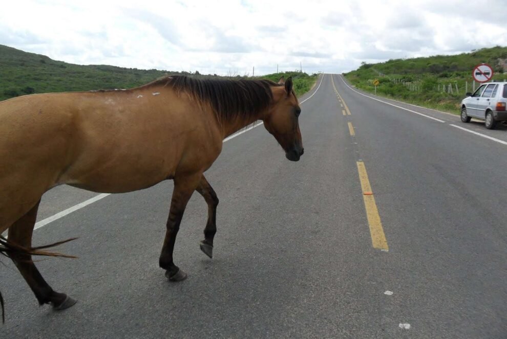em-belmonte,-mppe-endurece-trabalho-contra-animais-nas-pistas