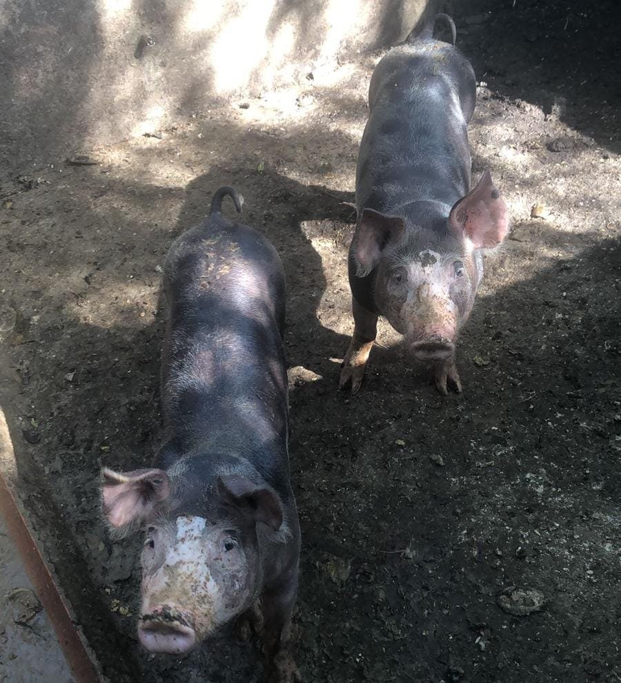 ladroes-furtam-porquinha-de-agricultor-em-afogados-da-ingazeira.-ele-oferece-recompensa
