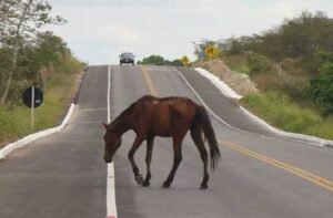 mppe-propoe-medidas-para-evitar-acidentes-com-animais-nas-estradas-de-belmonte