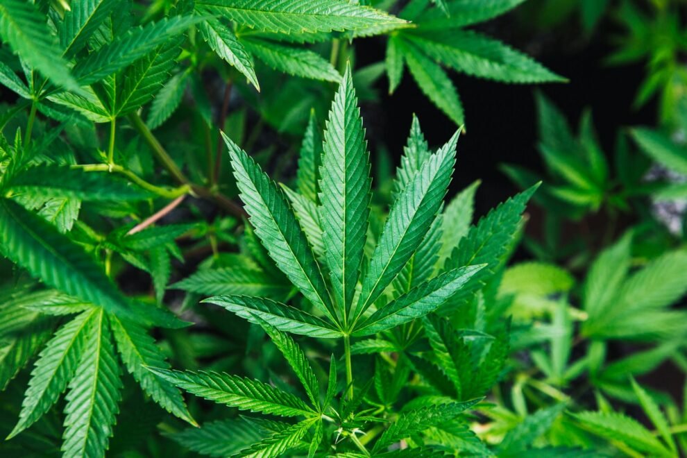 camara-do-recife-aprova-regulamentacao-para-uso-de-maconha-medicinal-em-votacao-marcante