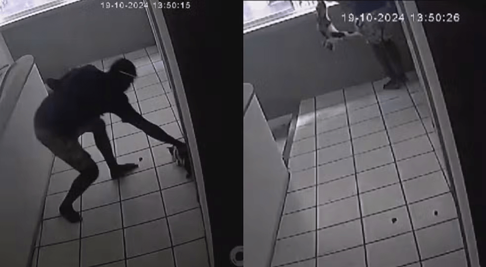 homem-arremessa-gata-do-8o-andar-de-predio-no-recife;-animal-nao-resiste-aos-ferimentos
