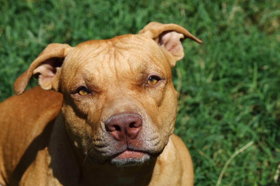perigo-com-pit-bulls:-pernambuco-tem-leis-que-proibem-circulacao-e-ate-criacao-de-caes-ferozes