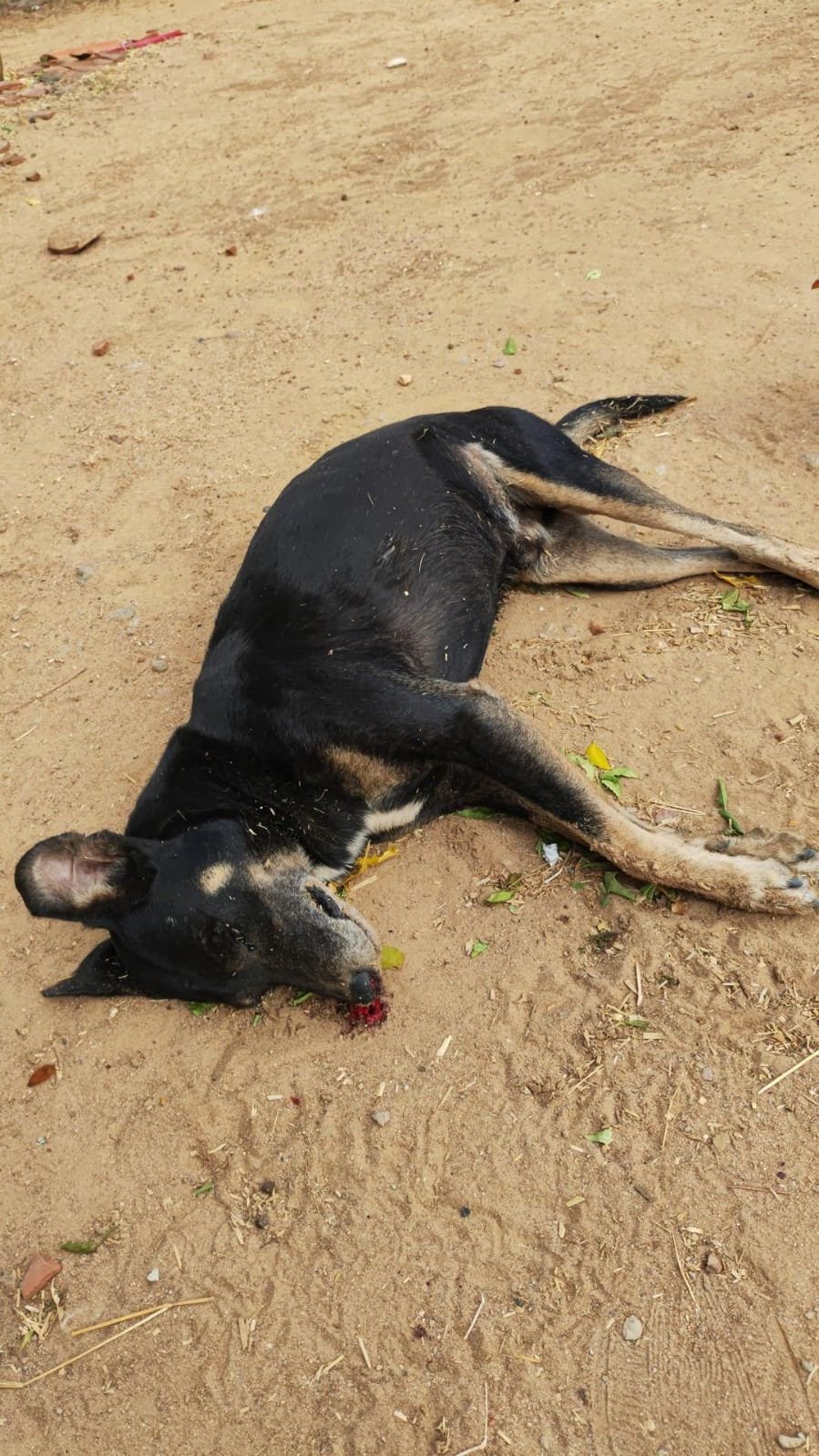 cachorros-estao-sendo-envenenados-em-serie-no-sitio-santo-antonio-1