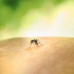 alerta-de-saude:-pernambuco-registra-aumento-de-316,3%-nos-casos-de-dengue