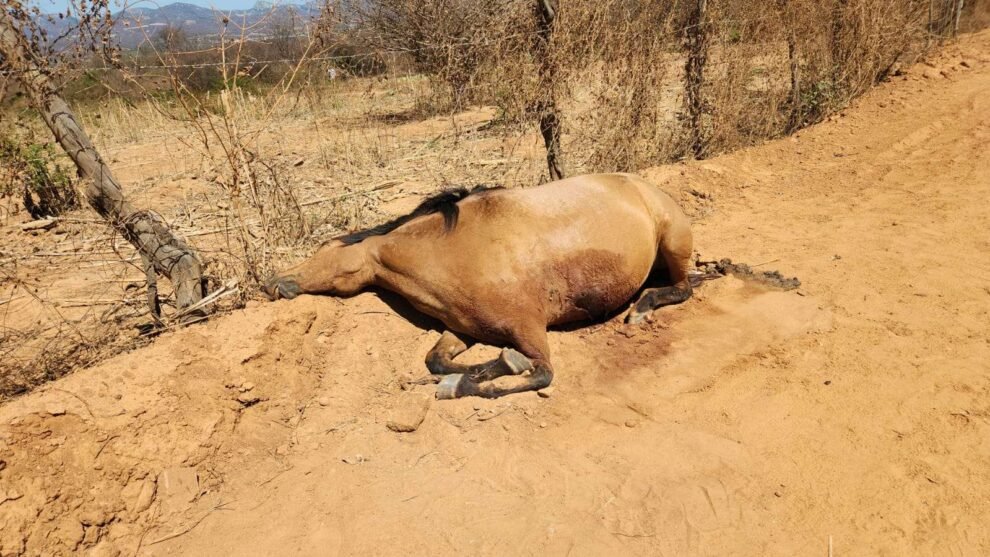 morre-o-cavalo-vitima-de-atropelamento-na-vpe-380-entre-ibitiranga-e-afogados