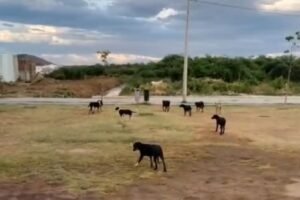 ‘cachorrada’-invade-parque-dos-ipes,-em-st,-e-preocupa-populacao