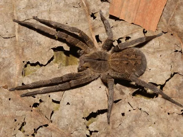 picada-de-aranha-armadeira-causa-erecao-por-mais-de-2-horas