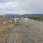 animais-soltos-na-pe-329-entre-carnaiba-e-quixaba-causa-panico-a-motoristas