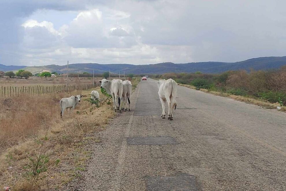 animais-soltos-na-pe-329-entre-carnaiba-e-quixaba-causa-panico-a-motoristas