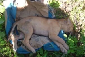 caozinho-morre-supostamente-envenenado-em-carnaiba