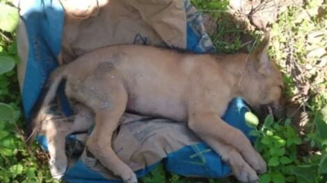 caozinho-morre-supostamente-envenenado-em-carnaiba