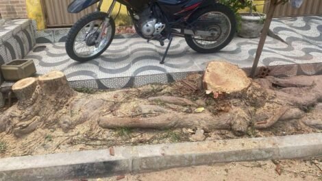 stark-imoveis,-de-carnaiba,-precisa-de-um-trabalhador-para-tirar-raizes-de-duas-arvores