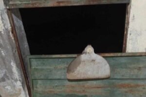 agricultor-tem-casa-arrombada-e-produtos-furtados-em-carnaiba