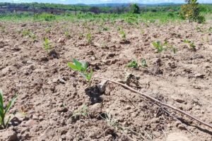agricultores-de-carnaiba-iniciam-plantios-de-milho-e-feijao