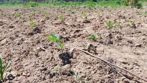 agricultores-de-carnaiba-iniciam-plantios-de-milho-e-feijao
