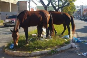 prefeito-de-ouricuri-decreta-recolhimento-de-animais-de-medio-e-grande-porte-das-vias-publicas