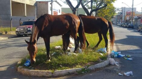 prefeito-de-ouricuri-decreta-recolhimento-de-animais-de-medio-e-grande-porte-das-vias-publicas