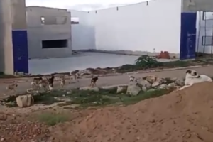 leitor-indignado-diz-que-‘cachorrada’-tomou-conta-de-bairro-em-serra-talhada