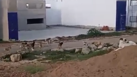 leitor-indignado-diz-que-‘cachorrada’-tomou-conta-de-bairro-em-serra-talhada