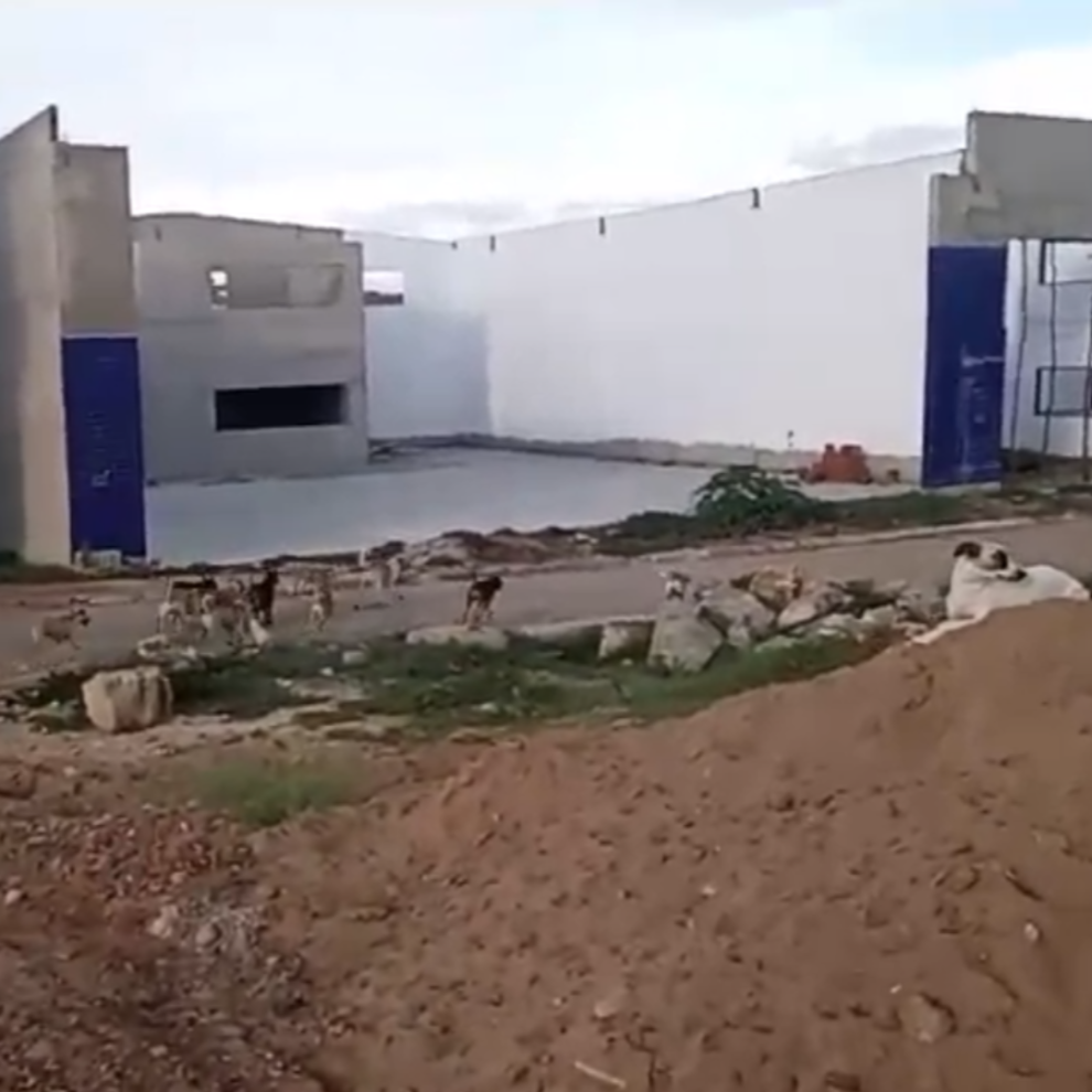 leitor-indignado-diz-que-‘cachorrada’-tomou-conta-de-bairro-em-serra-talhada