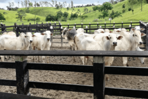 pernambuco-endurece-regras-para-transporte-de-animais-e-exige-testes-contra-doencas