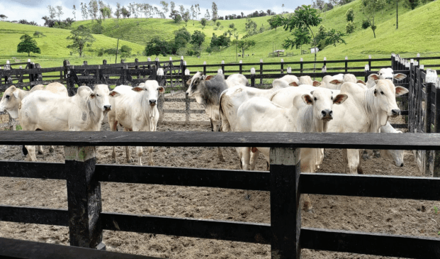 pernambuco-endurece-regras-para-transporte-de-animais-e-exige-testes-contra-doencas