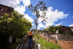 arvore-gigante-ameacava-casas-em-gravata-e-e-removida-apos-operacao-de-risco;-veja-fotos