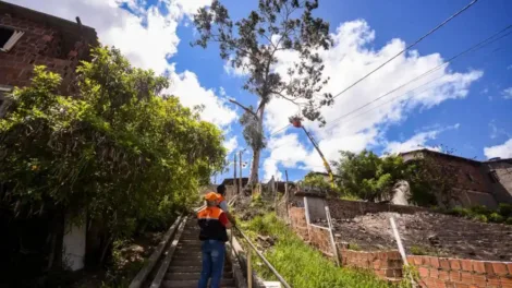 arvore-gigante-ameacava-casas-em-gravata-e-e-removida-apos-operacao-de-risco;-veja-fotos