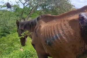 carnaiba:-moradora-denuncia-abandono-de-animal-ferido-na-regiao-de-ibitiranga