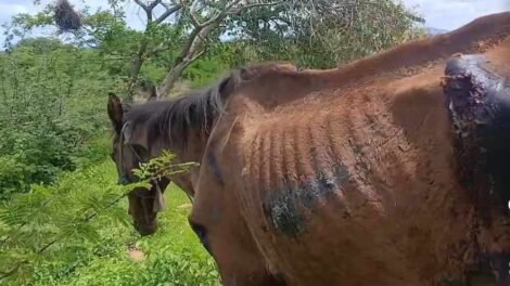 carnaiba:-moradora-denuncia-abandono-de-animal-ferido-na-regiao-de-ibitiranga