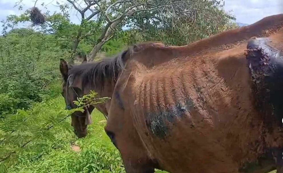 carnaiba:-moradora-denuncia-abandono-de-animal-ferido-na-regiao-de-ibitiranga