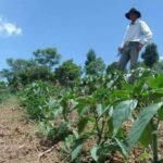 conab-capacitara-agricultores-familiares-de-tabira-e-agua-branca-para-compras-publicas