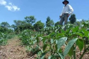 conab-capacitara-agricultores-familiares-de-tabira-e-agua-branca-para-compras-publicas