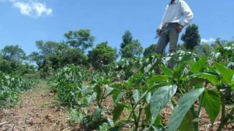 conab-capacitara-agricultores-familiares-de-tabira-e-agua-branca-para-compras-publicas