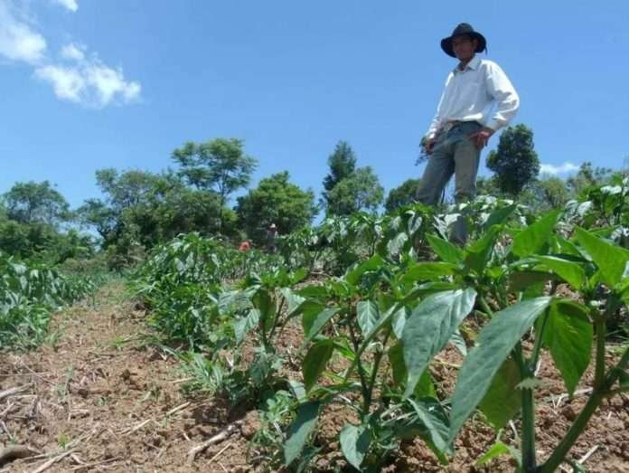 conab-capacitara-agricultores-familiares-de-tabira-e-agua-branca-para-compras-publicas