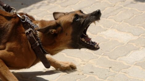 moradores-denunciam-que-cachorros-de-rua-atacam-pessoas-em-regiao-do-centro-de-afogados