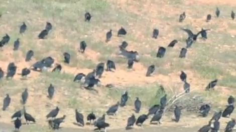 morador-alerta,-mais-uma-vez,-sobre-riscos-do-matadouro-de-serra-talhada